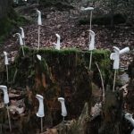 Lasst uns unsere Heimat