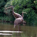 Wasservogel-Waldvogel